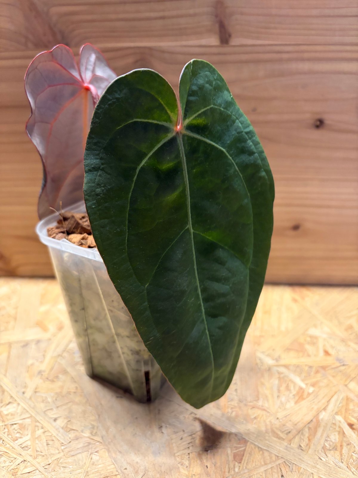 アンスリウム BVEP×エースオブスペード×レッドクリスタル | GREEN LUCK