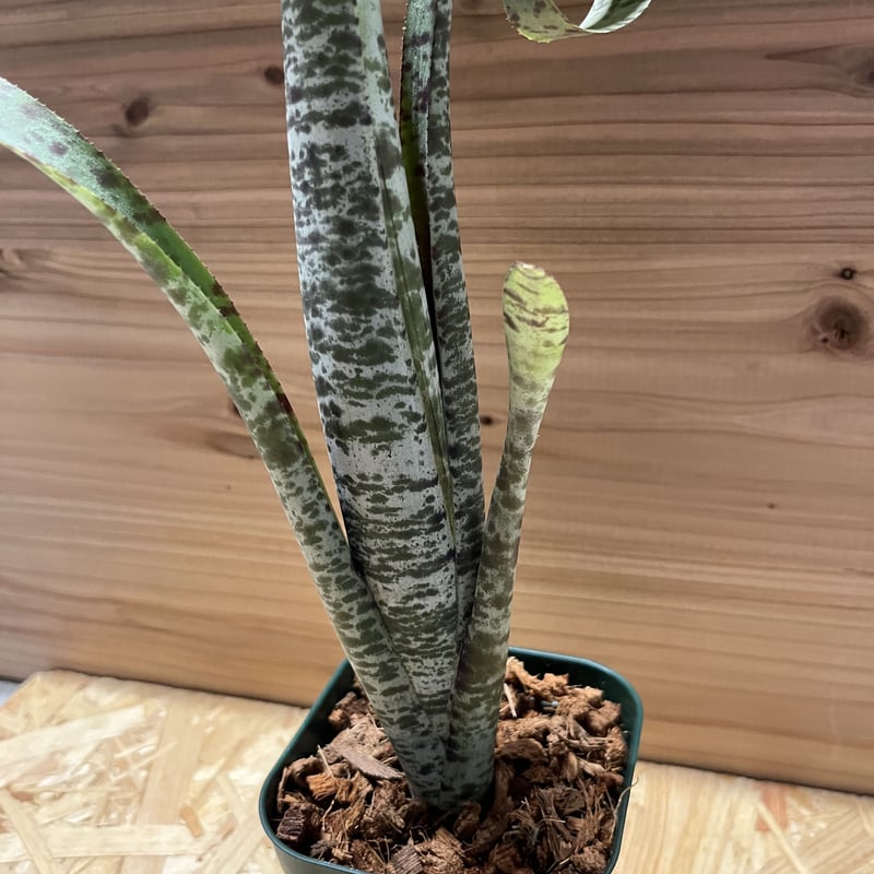 ケスネリア マルモラータ ティムプローマン | GREEN LUCK