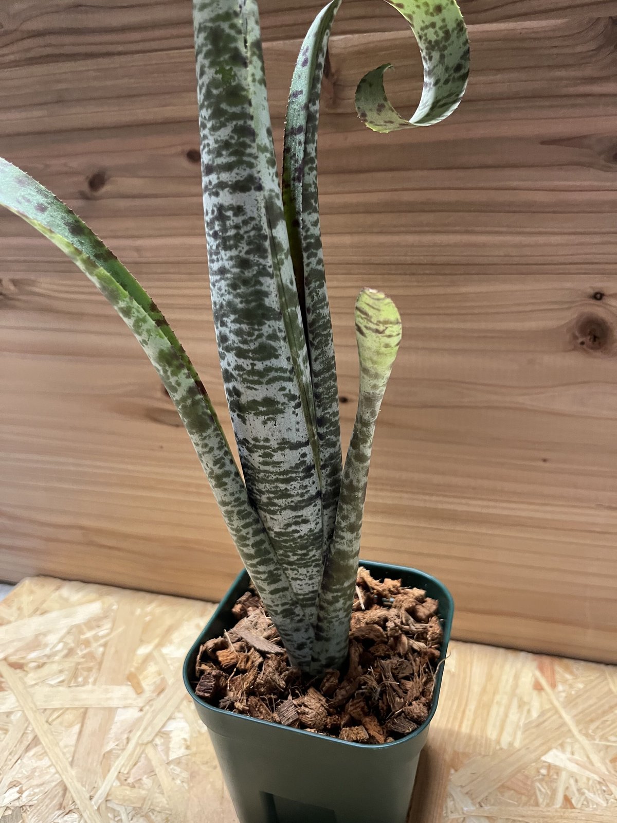 ケスネリア マルモラータ ティムプローマン | GREEN LUCK