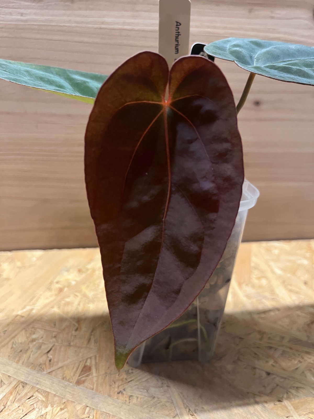 アンスリウム BVIT×アントラキー | GREEN LUCK