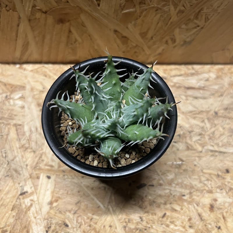 アロエ エリナケア | GREEN LUCK