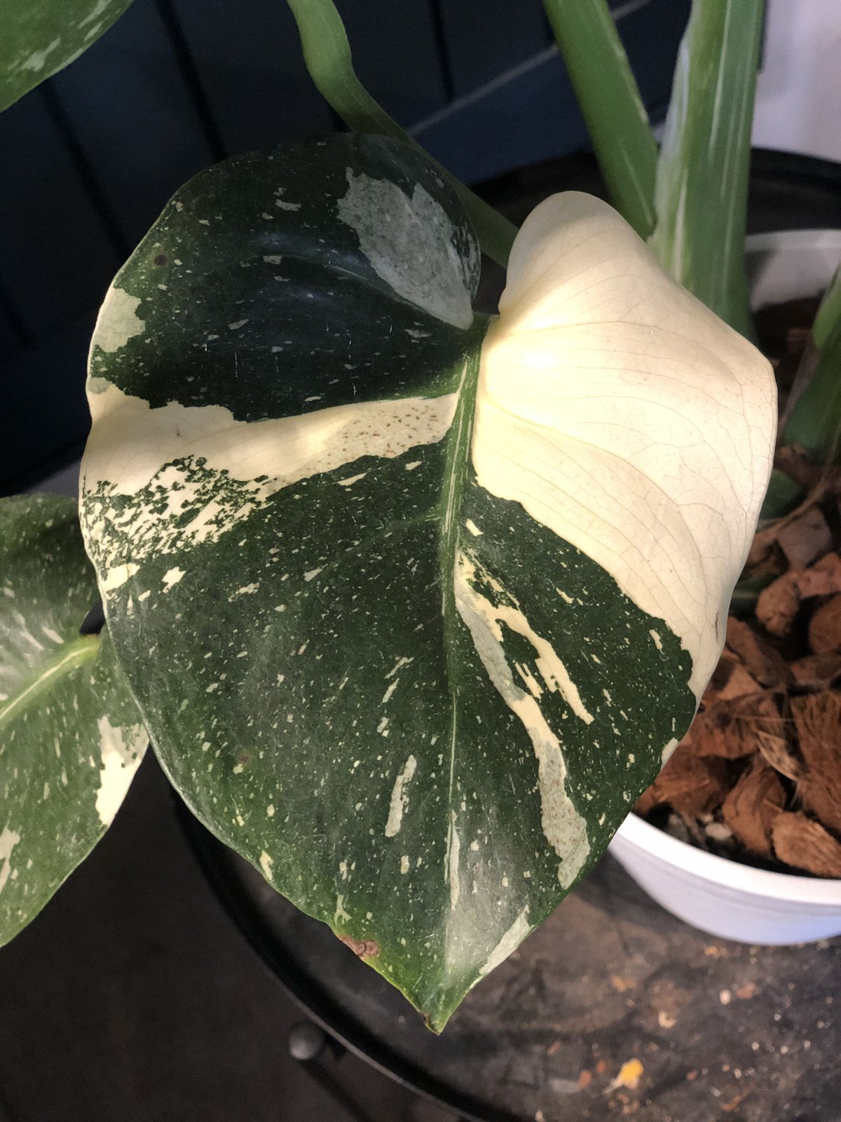 現品　モンステラ　デリシオーサ　斑入り　35番　バリエガータ　モンステラ斑入り fit=scale-down,w=1200