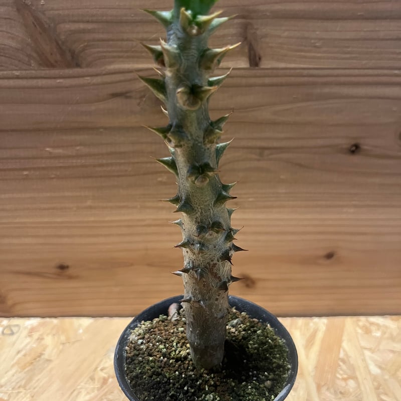 パキポディウム バロニー | GREEN LUCK