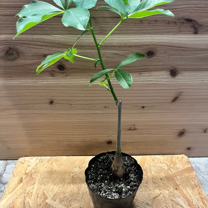 アダンソニア グレゴリー バオバブ | GREEN LUCK