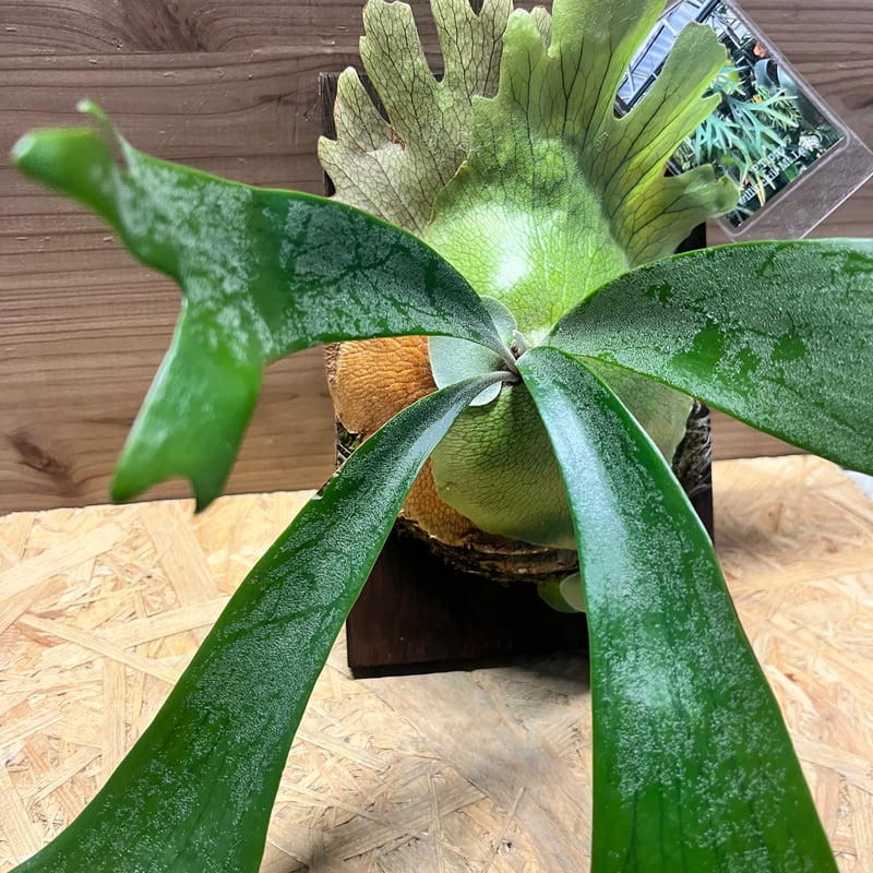 ビカクシダ 'ティッピー' | GREEN LUCK