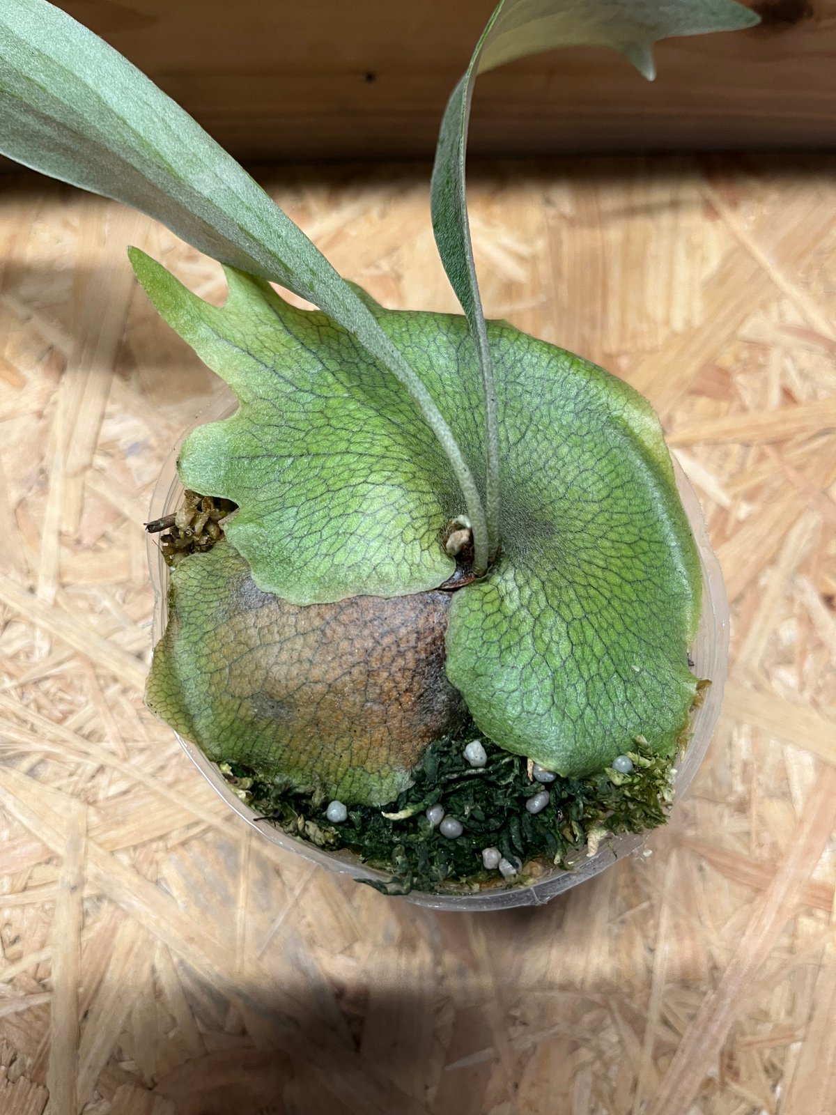 ビカクシダ　ライディーン ビカクシダ ライディーン | GREEN LUCK