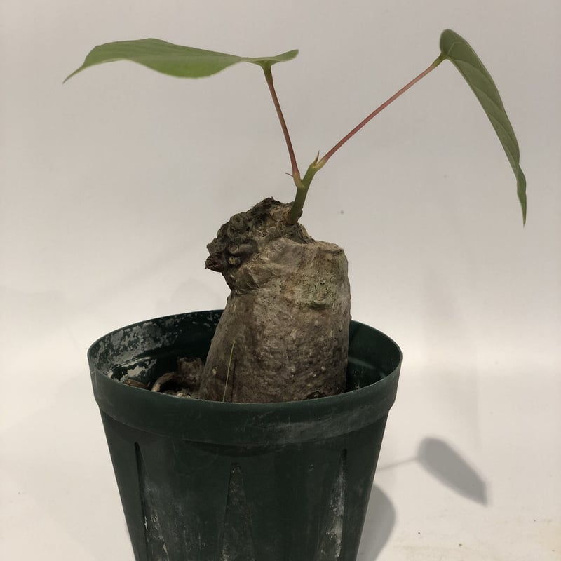 プセウドボンバックス エリプティクム | GREEN LUCK