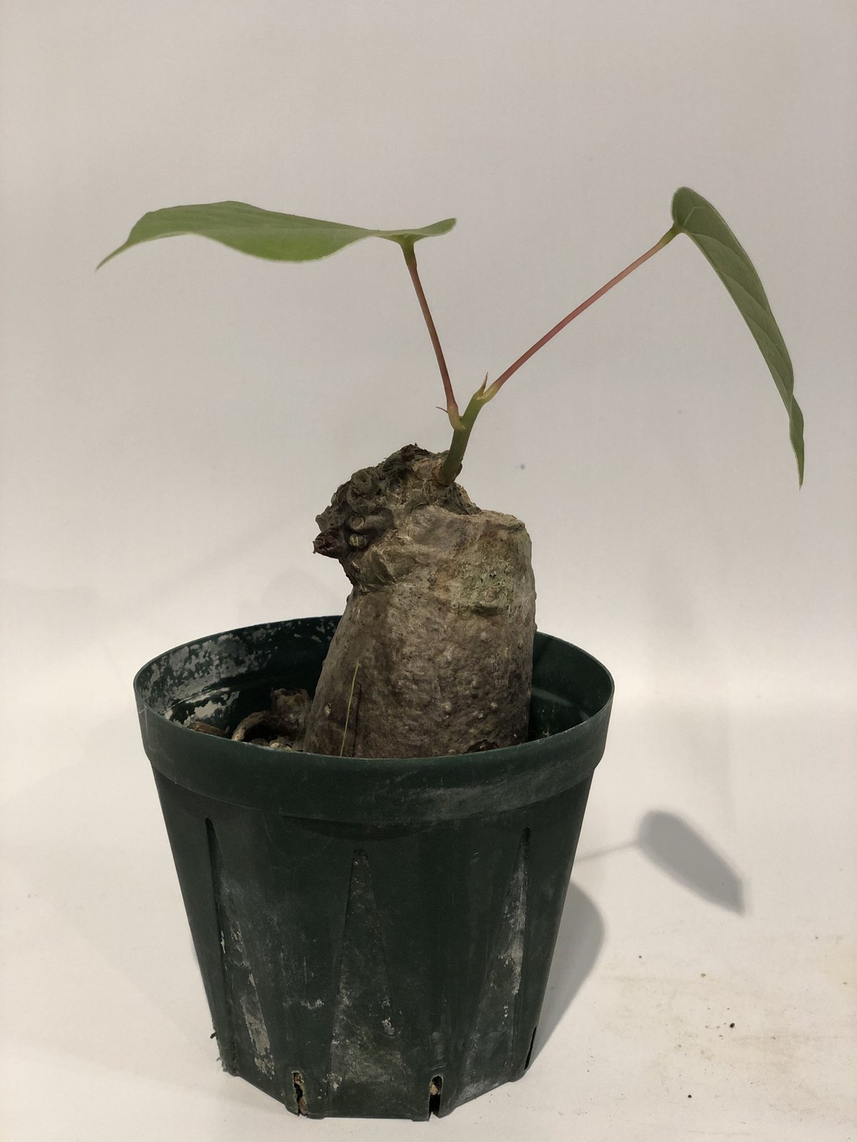 プセウドボンバックス エリプティクム | GREEN LUCK