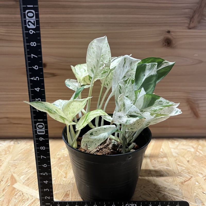 エピプレムナム ピナツム 'マーブル' | GREEN LUCK