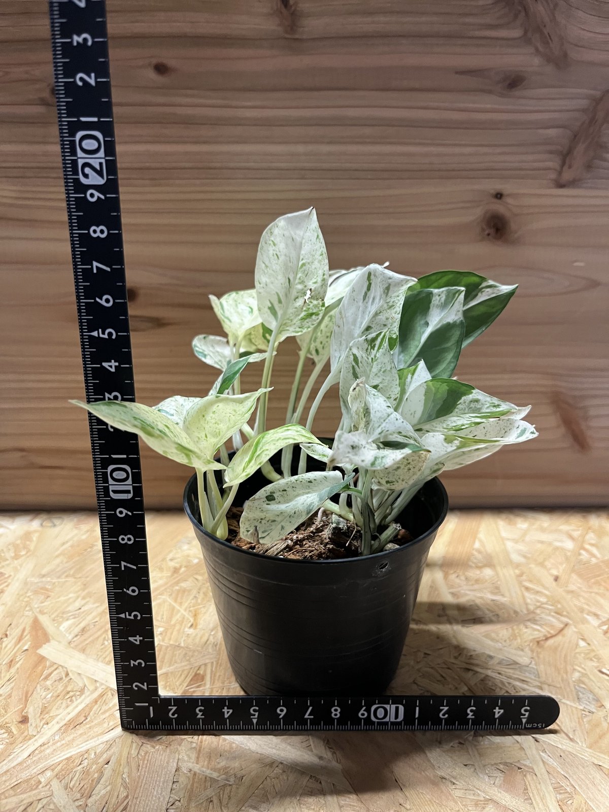 エピプレムナム ピナツム 'マーブル' | GREEN LUCK