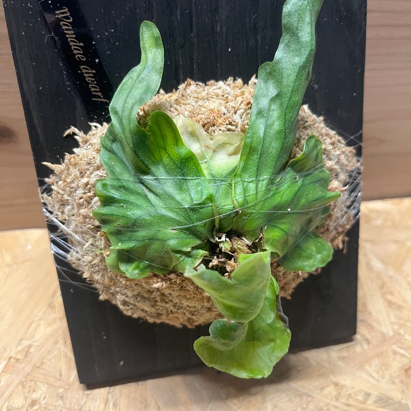 ビカクシダ ワンダエドワーフ | GREEN LUCK