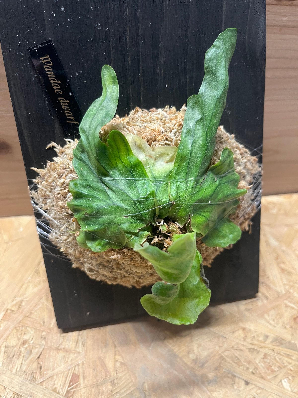 ビカクシダ ワンダエドワーフ | GREEN LUCK