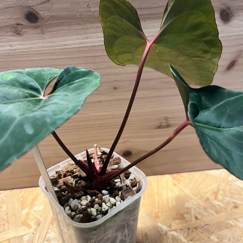 アンスリウム ダーケストパナマ×ホフマニー | GREEN LUCK