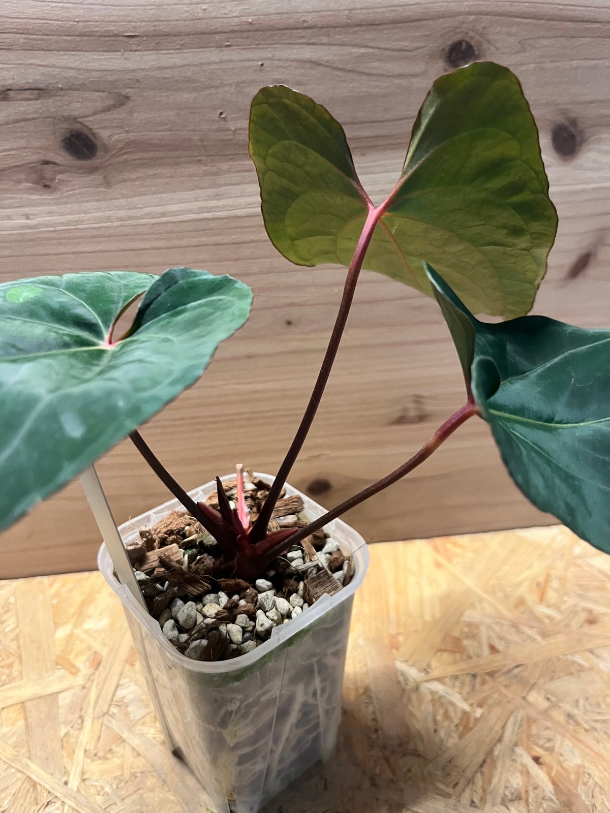 アンスリウム ダーケストパナマ×ホフマニー | GREEN LUCK