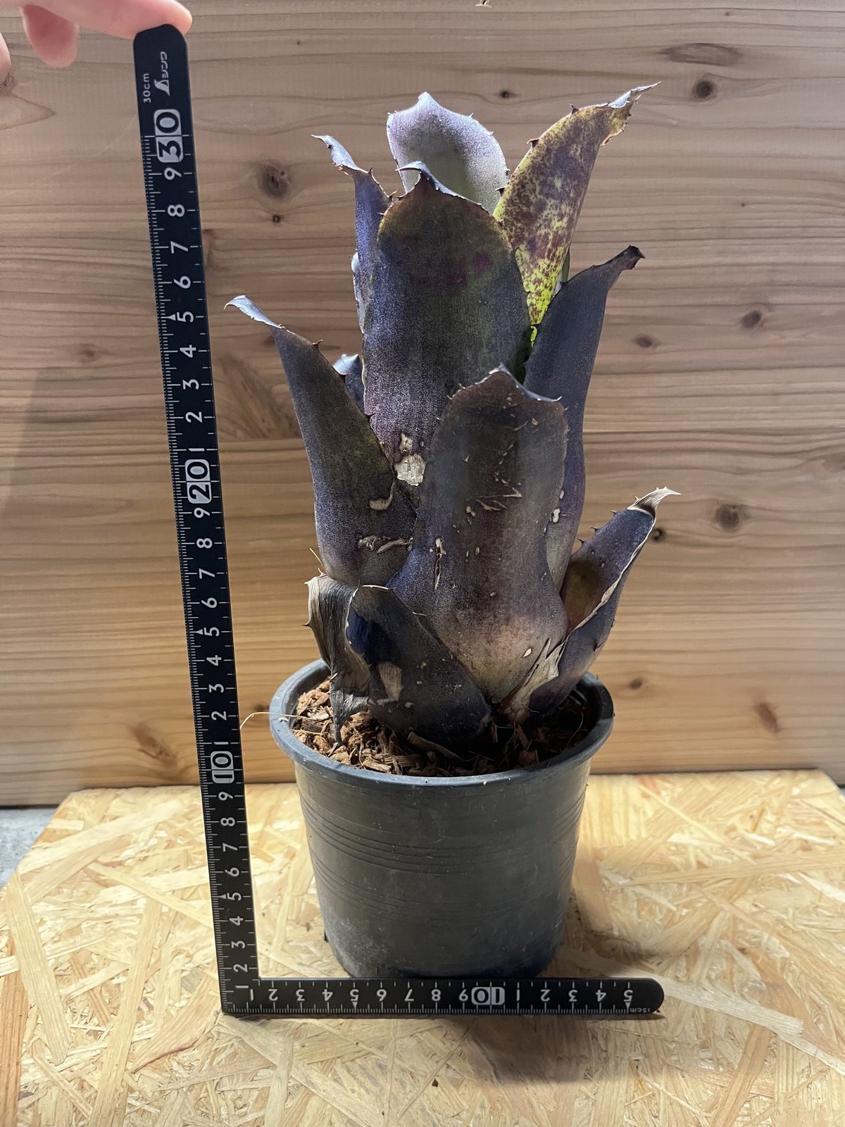 fit=scale-down,w=1200