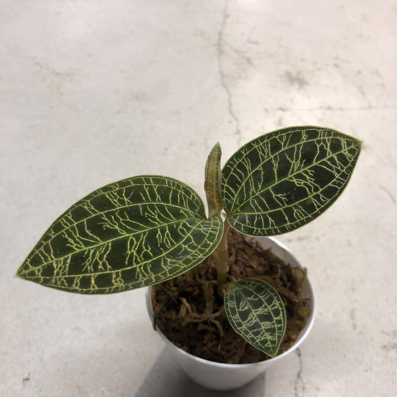 ジュエルオーキッド マコデスペトラ | GREEN LUCK