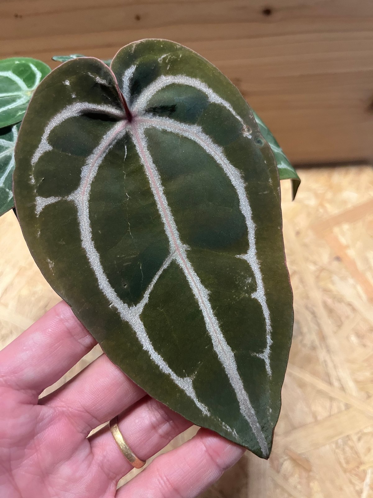 アンスリウム スカーレット | GREEN LUCK