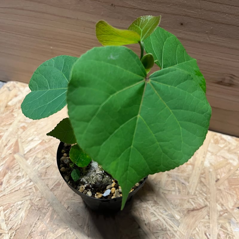 オオハマボウ オオハマボウ | GREEN LUCK