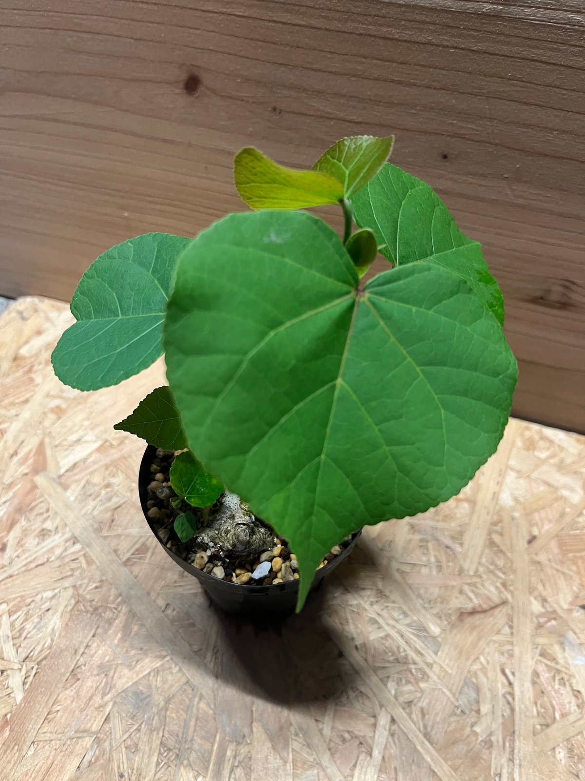 オオハマボウ | GREEN LUCK