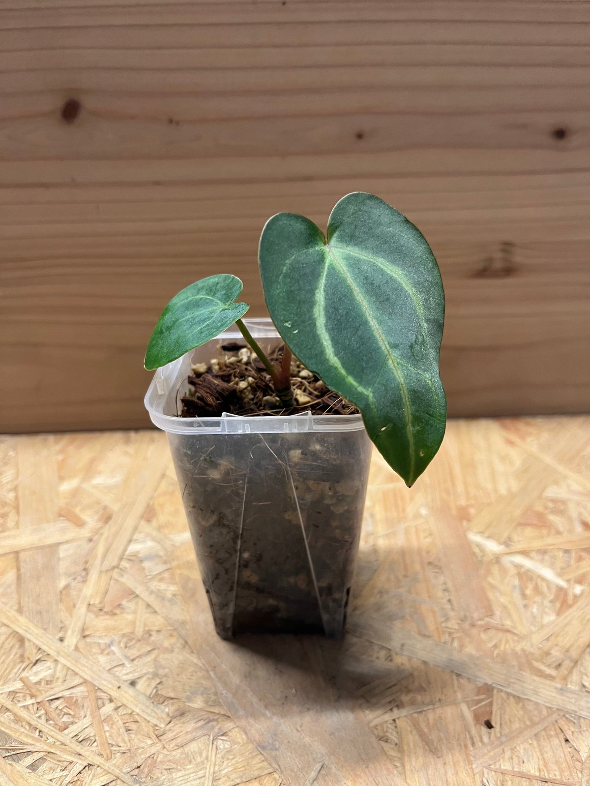 アンスリウム カーラブラッキー RA#5×RA#10 | GREEN LUCK