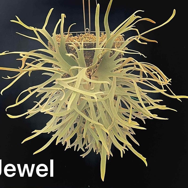 ビカクシダ ウィリンキー 'ジュエル' | GREEN LUCK