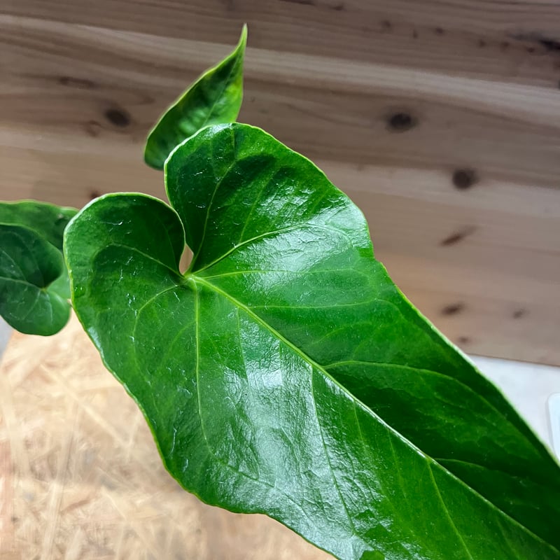 アンスリウム ペダツム | GREEN LUCK