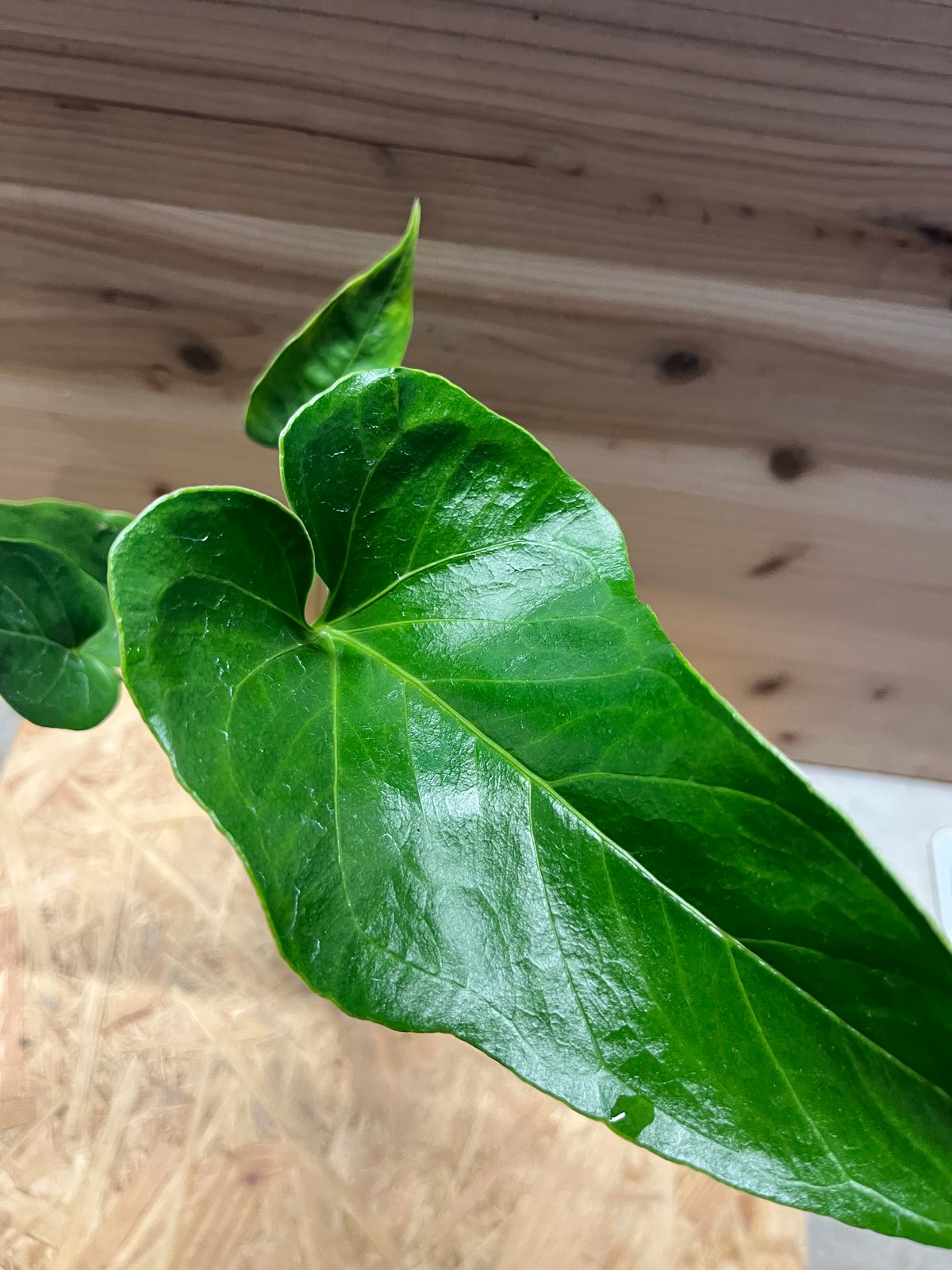 アンスリウム ペダツム | GREEN LUCK