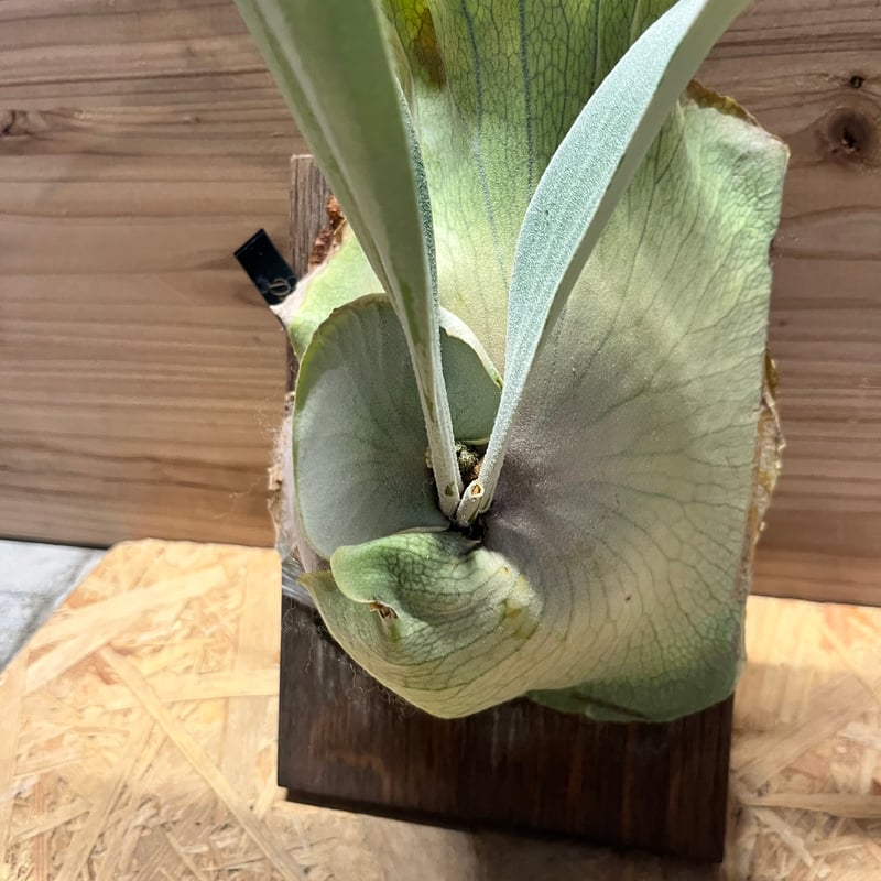 ビカクシダ ディバーシフォリウム×ウィリンキー | GREEN LUCK