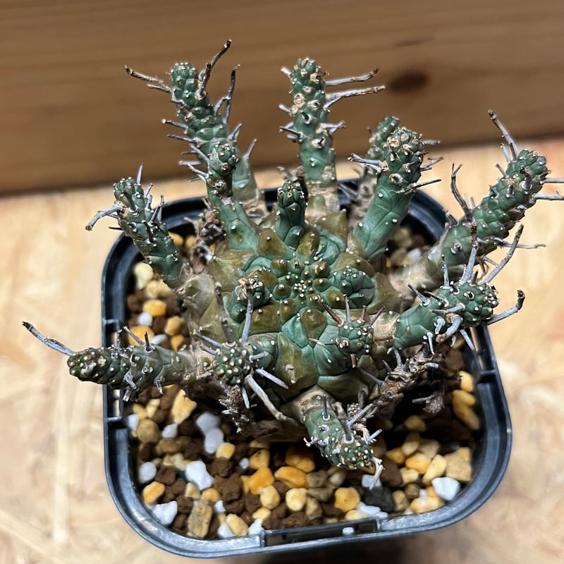 ユーフォルビアデセプタ ユーフォルビア デセプタ | GREEN LUCK