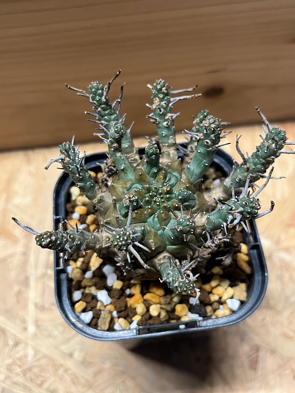 ユーフォルビア デセプタ | GREEN LUCK