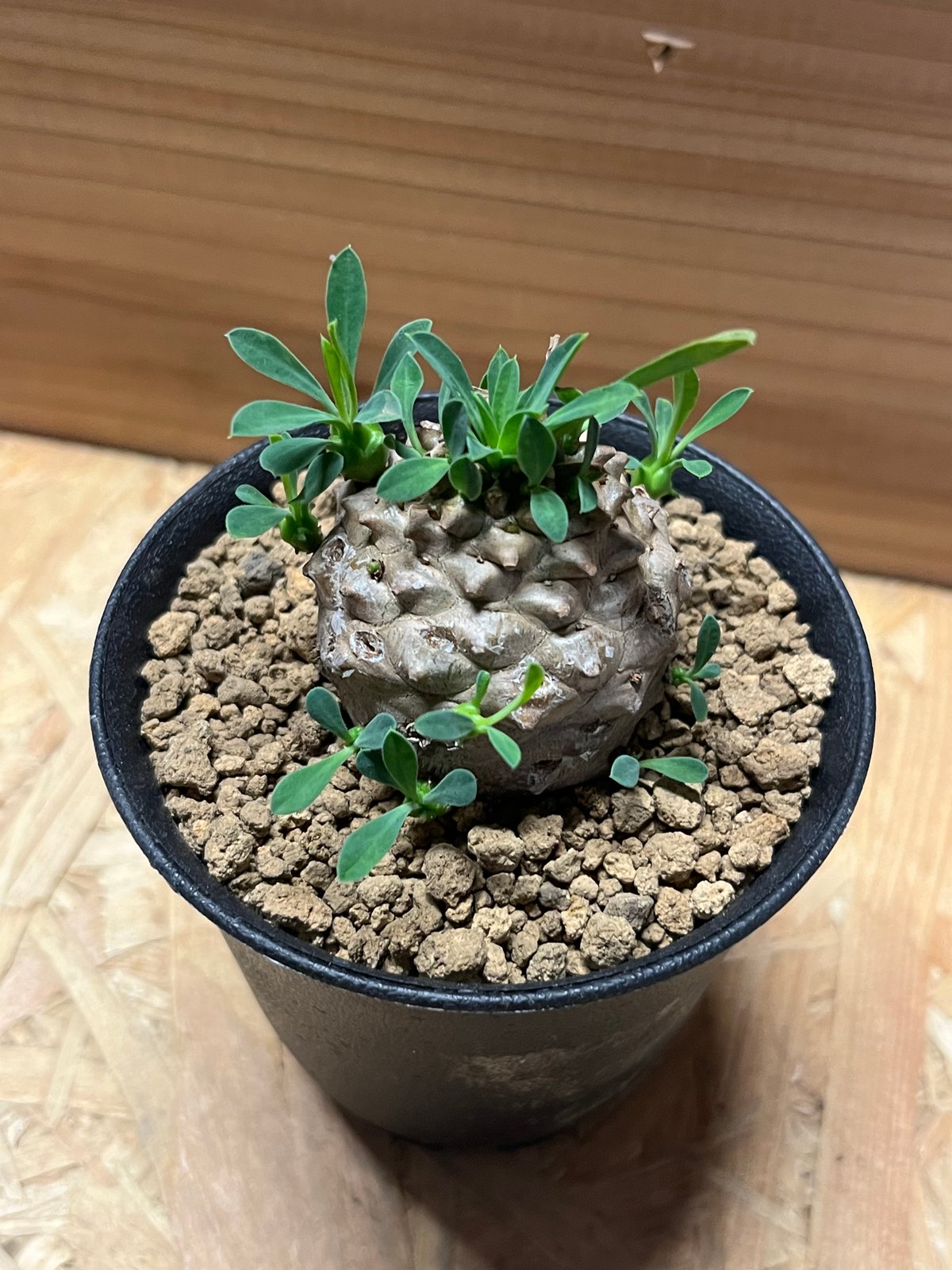 ユーフォルビア　峨眉山(euphorbia japonica) ユーフォルビア ' 峨眉山 ' Euphorbia ' Gabizan ' E.japonica