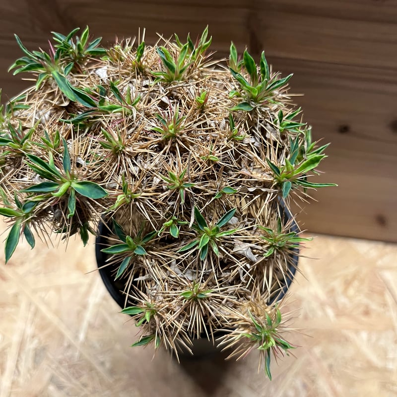 ユーフォルビア ギラウミニアナ 国内実生 | GREEN LUCK