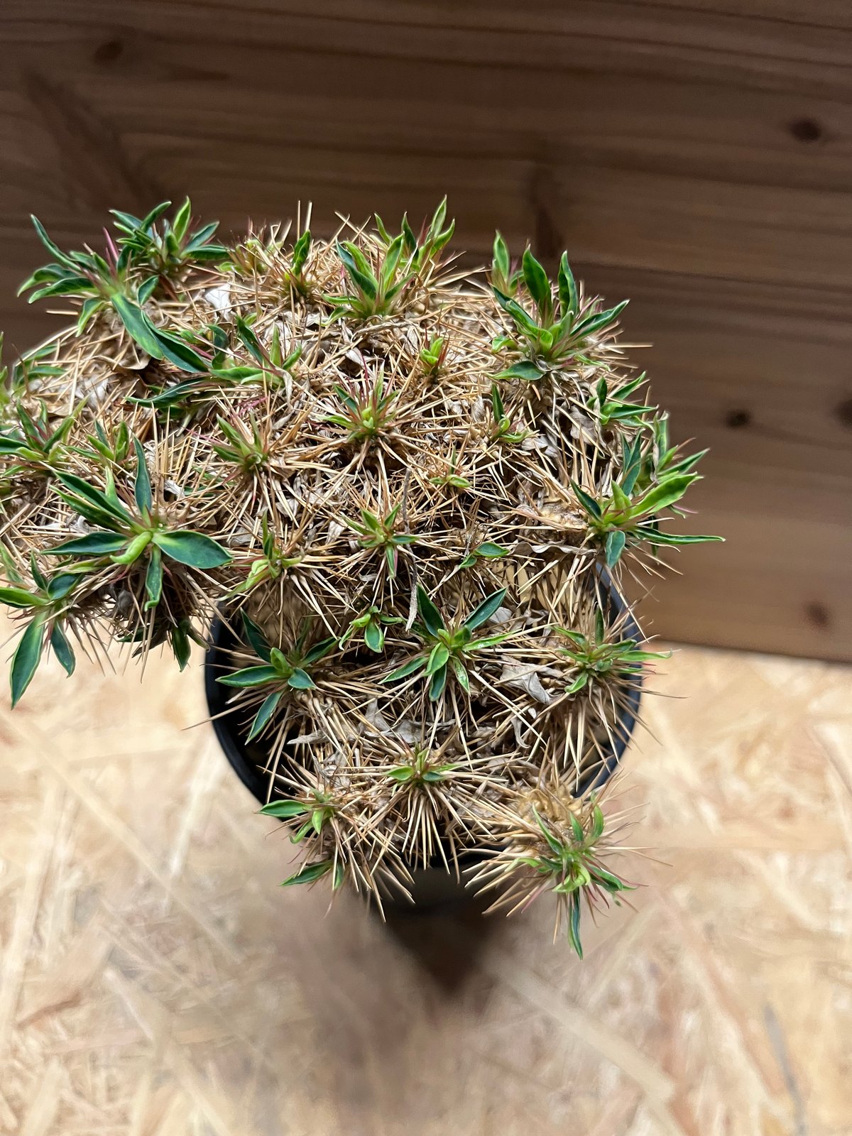 ユーフォルビア ギラウミニアナ 国内実生 | GREEN LUCK