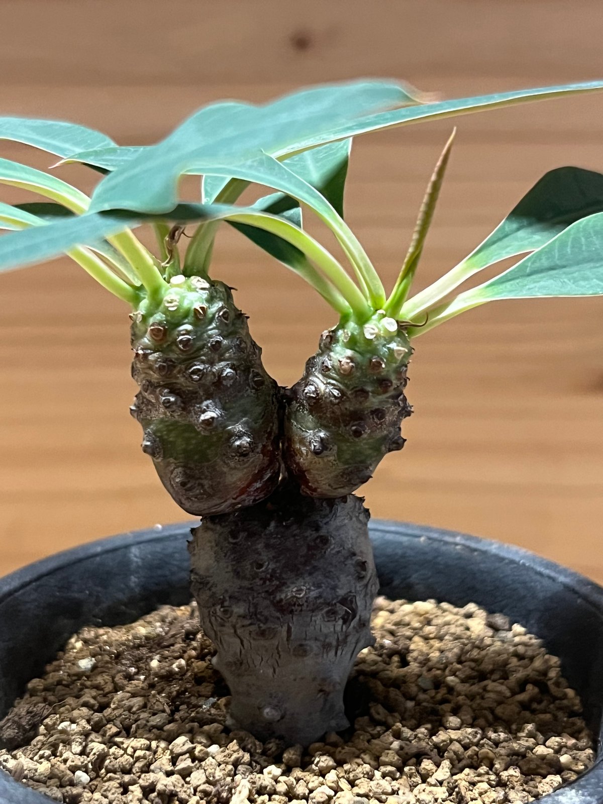 y*u様 ユーフォルビア　パキポディオイデス　発根済み　超特大 ユーフォルビア パキポディオイデス | GREEN LUCK