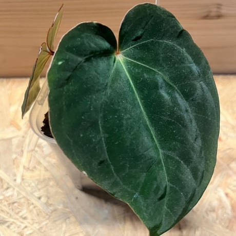 アンスリウム　ホフマニー×アントラキー