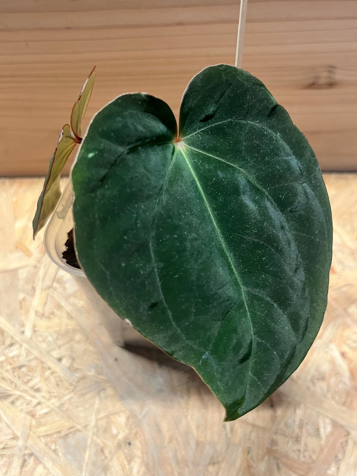 アンスリウム　アントラキー アンスリウム アントラキー（RA7）×レッドダークフェニックス | GREEN LUCK