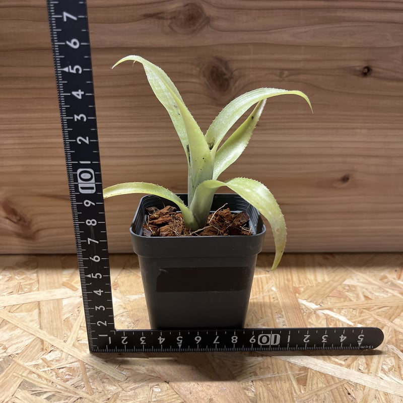 ノリタケ ガラコンデッサ 金彩 花柄 5 枚セット 廃盤 Noritake