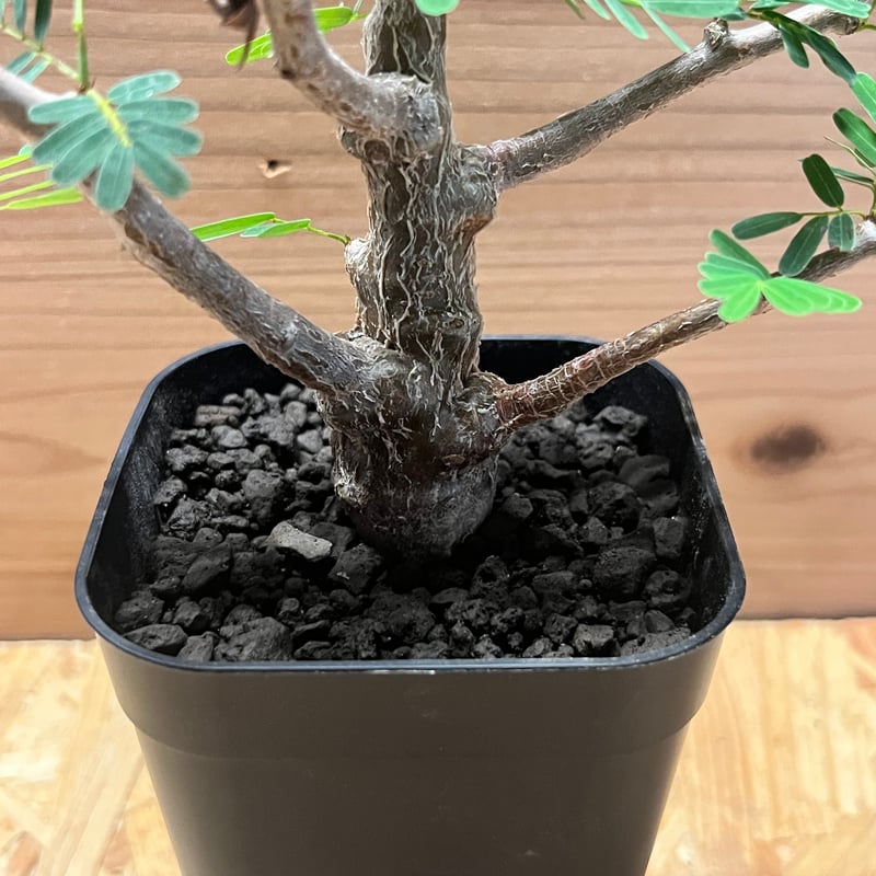 センナ メリディオナリス | GREEN LUCK