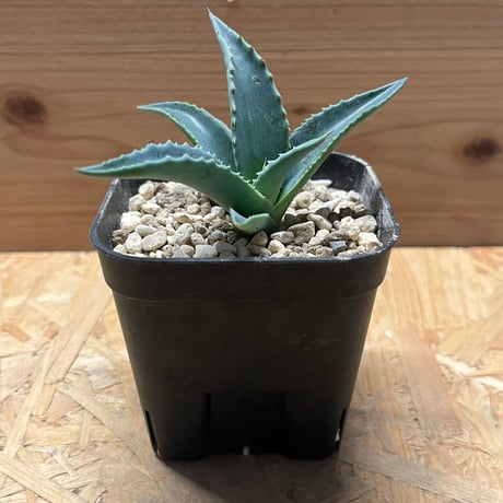 CATEGORY 多肉植物 塊根植物 | GREEN LUCK CATEGORY 多肉植物 塊根植物 | GREEN LUCK