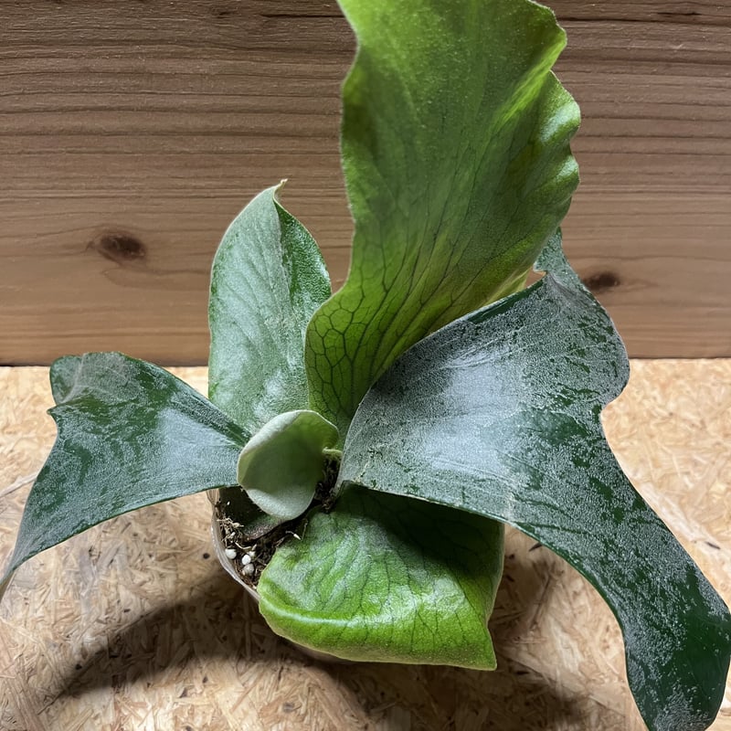 ビカクシダ　ステマリア　親株 ステマリア 子株の成長＃1 | ビカクシダ｜ホタテの観葉植物日記