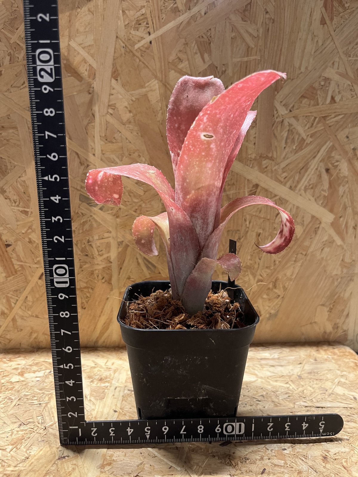 ビルベルギア ピンクシャンパン | GREEN LUCK