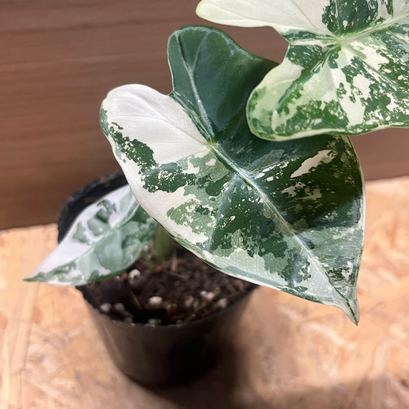 アロカシア グリーンベルット 斑入り | GREEN LUCK
