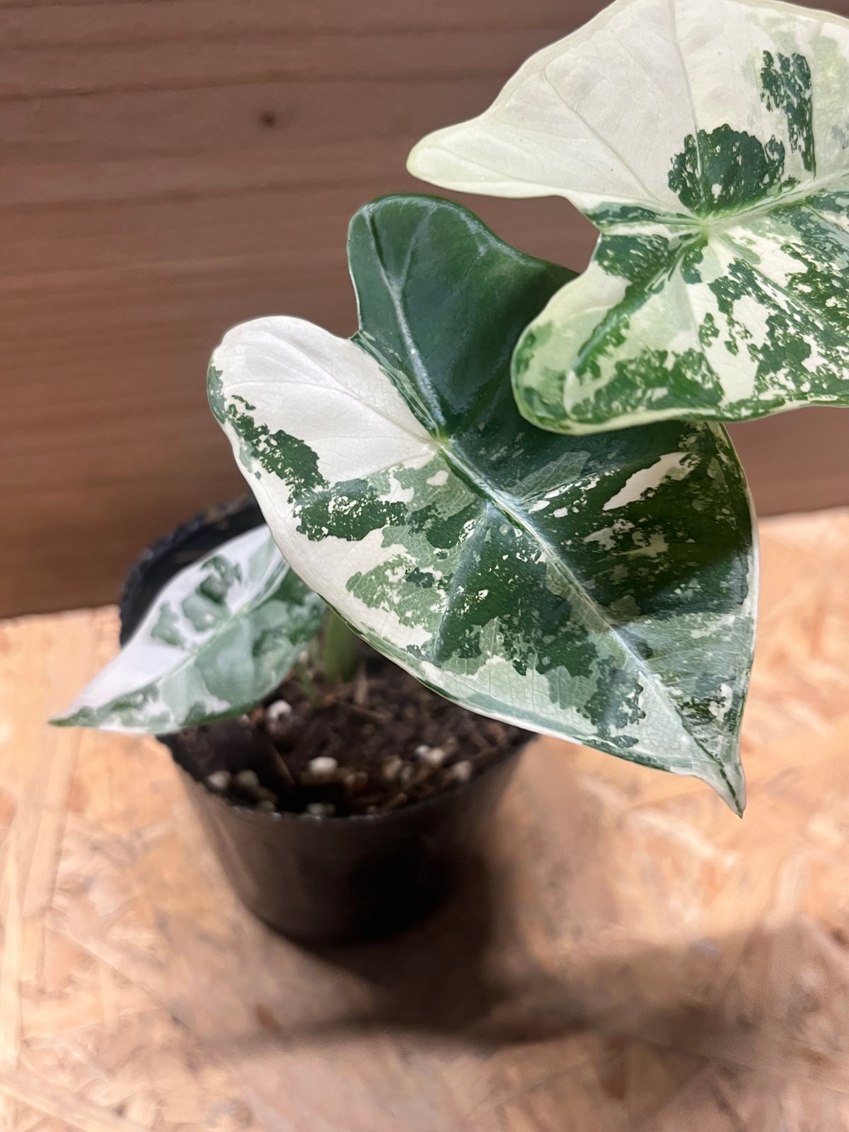 アロカシア グリーンベルット 斑入り | GREEN LUCK