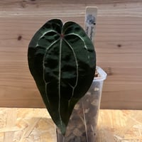 ドラセナ シナバリ | GREEN LUCK