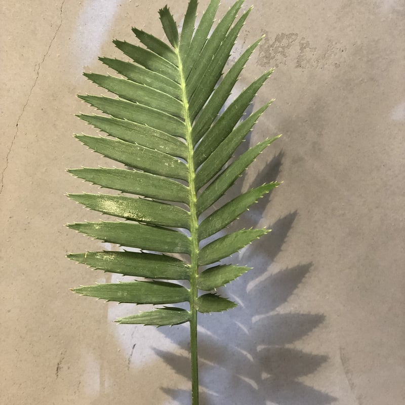 ディオーン スピヌロスム | GREEN LUCK