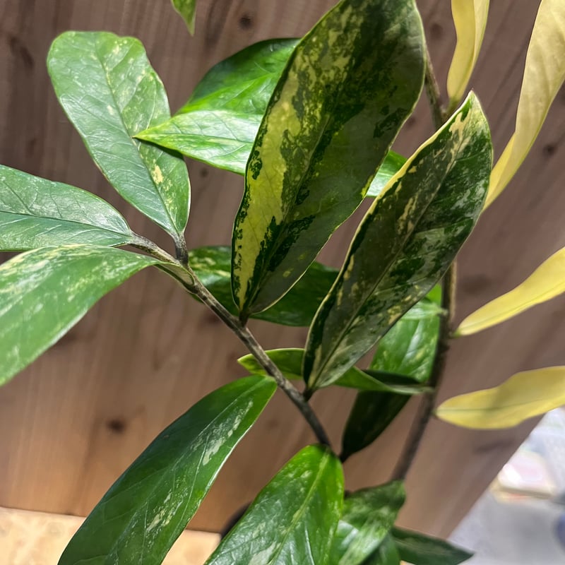 ザミオクルカス ザミフォーリア バリエガータ 斑入り | GREEN LUCK