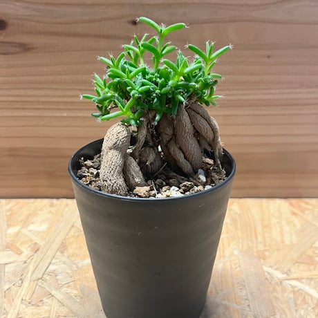 トリコディアデマ | STORES