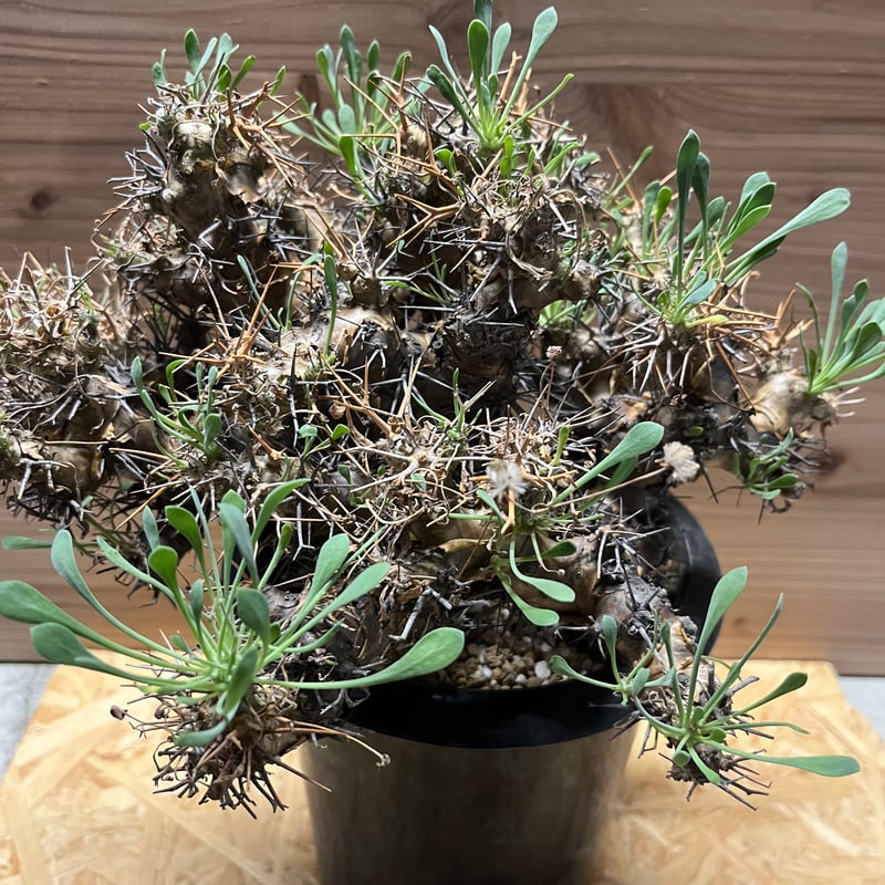 オトンナ ユーフォルビオイデス 黒鬼城 大株 | GREEN LUCK