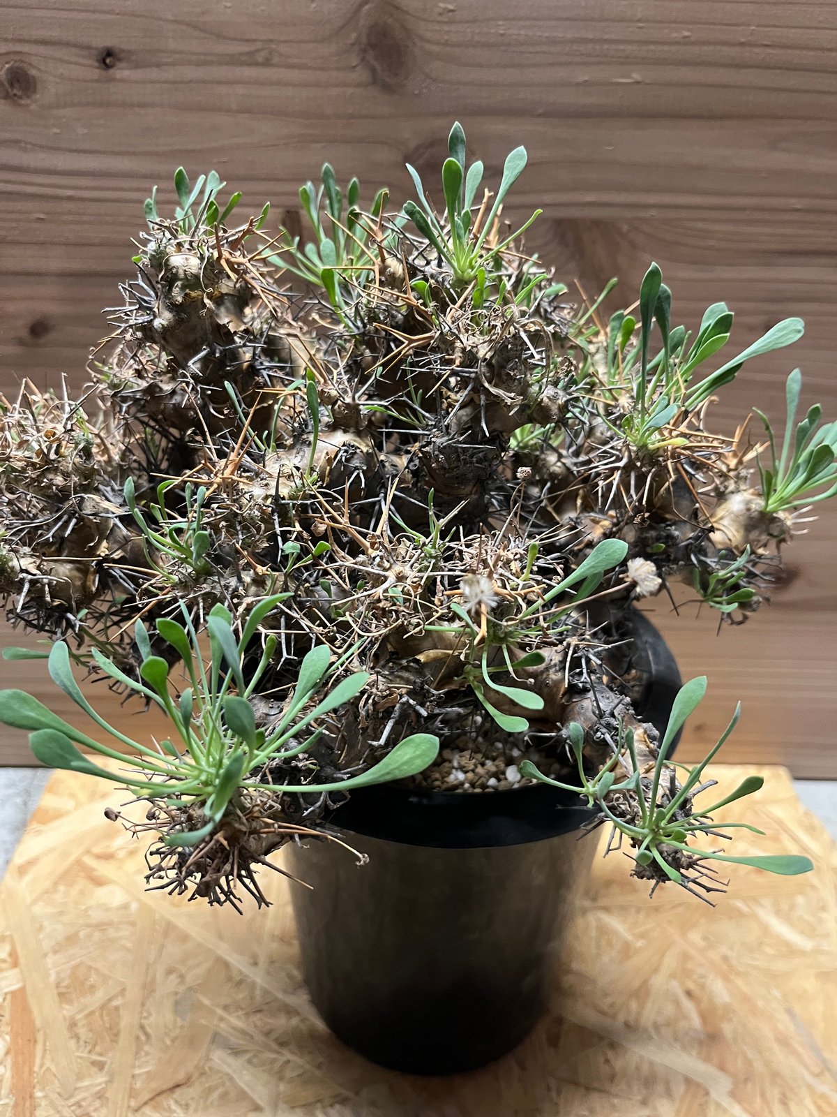 オトンナ ユーフォルビオイデス 黒鬼城 大株 | GREEN LUCK