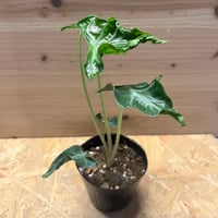 ビカクシダ ウィリンキー ナノ スポア | GREEN LUCK